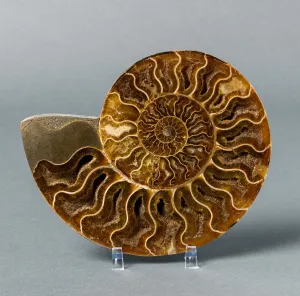 Gorgeous Sliced Ammonite from Madagascar