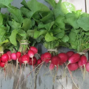 Radiant Radish Mix